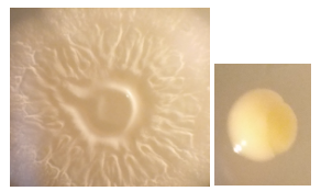 Sample 1 and sample 2 from plate 1: Control.