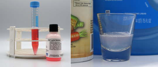 Carolina Biological lysate (left) and DIY lysate (right).